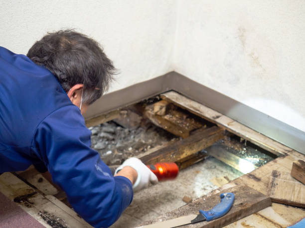 Best Health and Safety Mold Remediation in Grand Terrace, CA