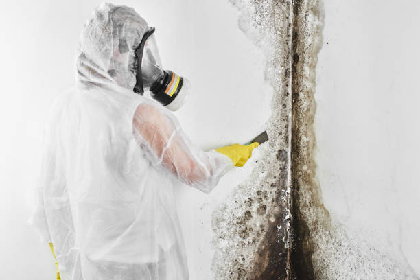 Best Mold Remediation for Specific Building Types in Grand Terrace, CA