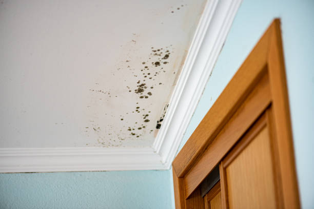 Best Bathroom Mold Remediation in Grand Terrace, CA
