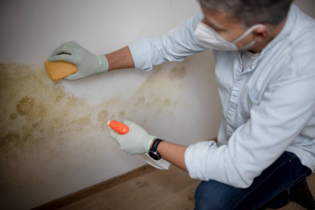 Best Preventive Mold Services in Grand Terrace, CA
