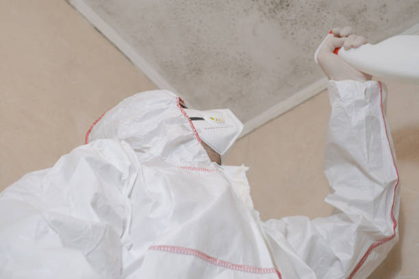 Best White Mold Remediation in Grand Terrace, CA