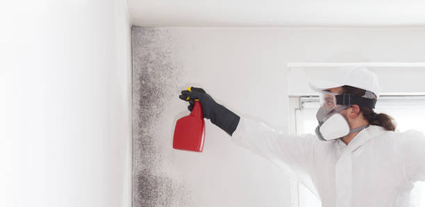 Grand Terrace, CA Mold Remediation Company