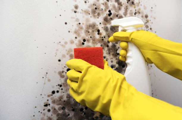 Best Mold Testing and Inspection Services in Grand Terrace, CA
