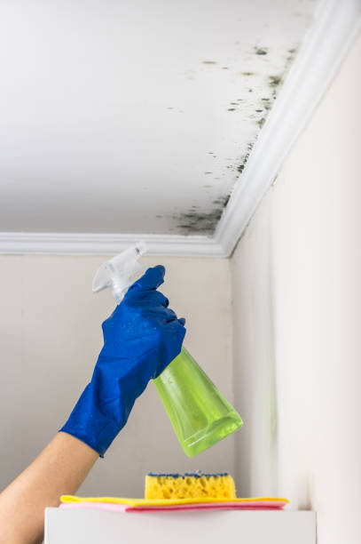 Best Post-Flood Mold Remediation in Grand Terrace, CA