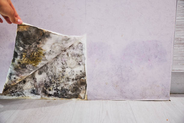 Best Residential Mold Remediation in Grand Terrace, CA